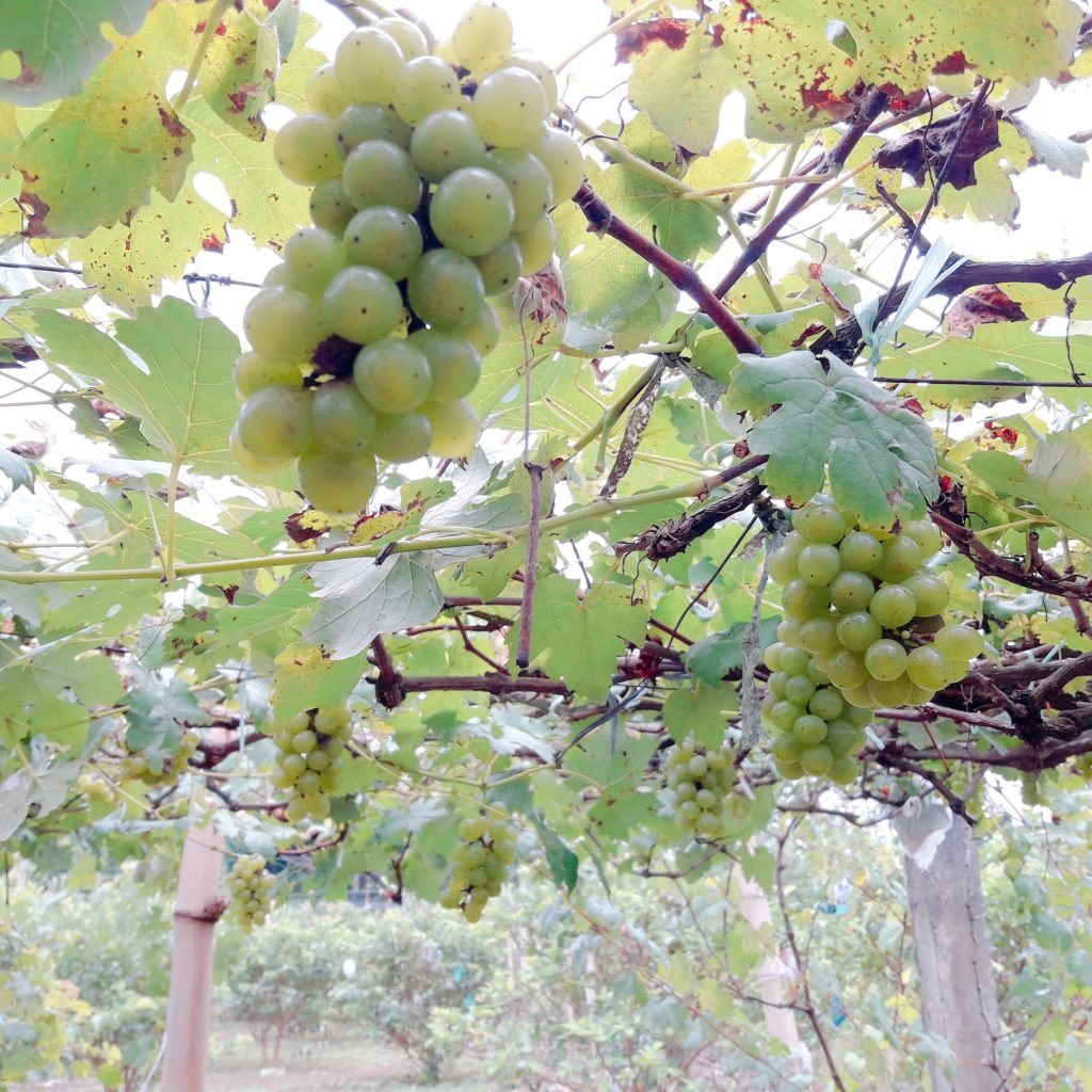 denila farm grapes