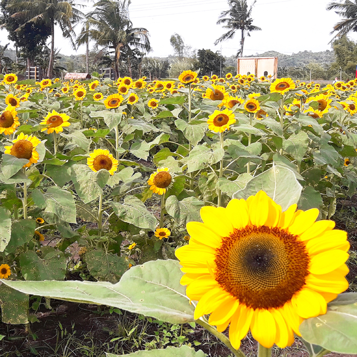 barotac iloilo sunflower farm