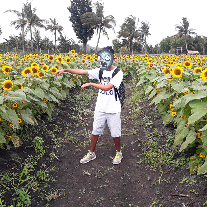 sunflower farm in barotac nuevo