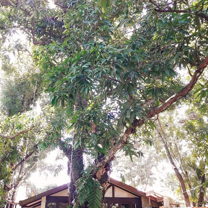 the mango tree outdoor