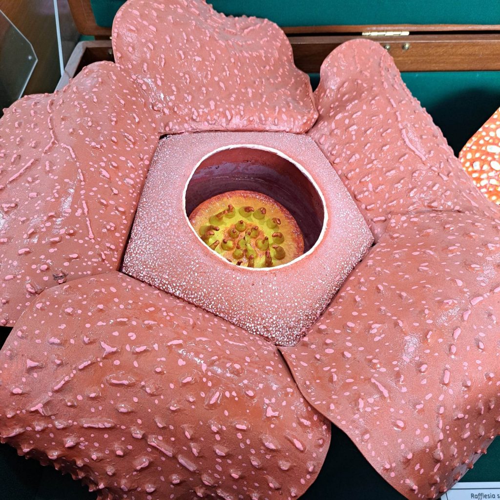 Rafflesia speciosa panay
