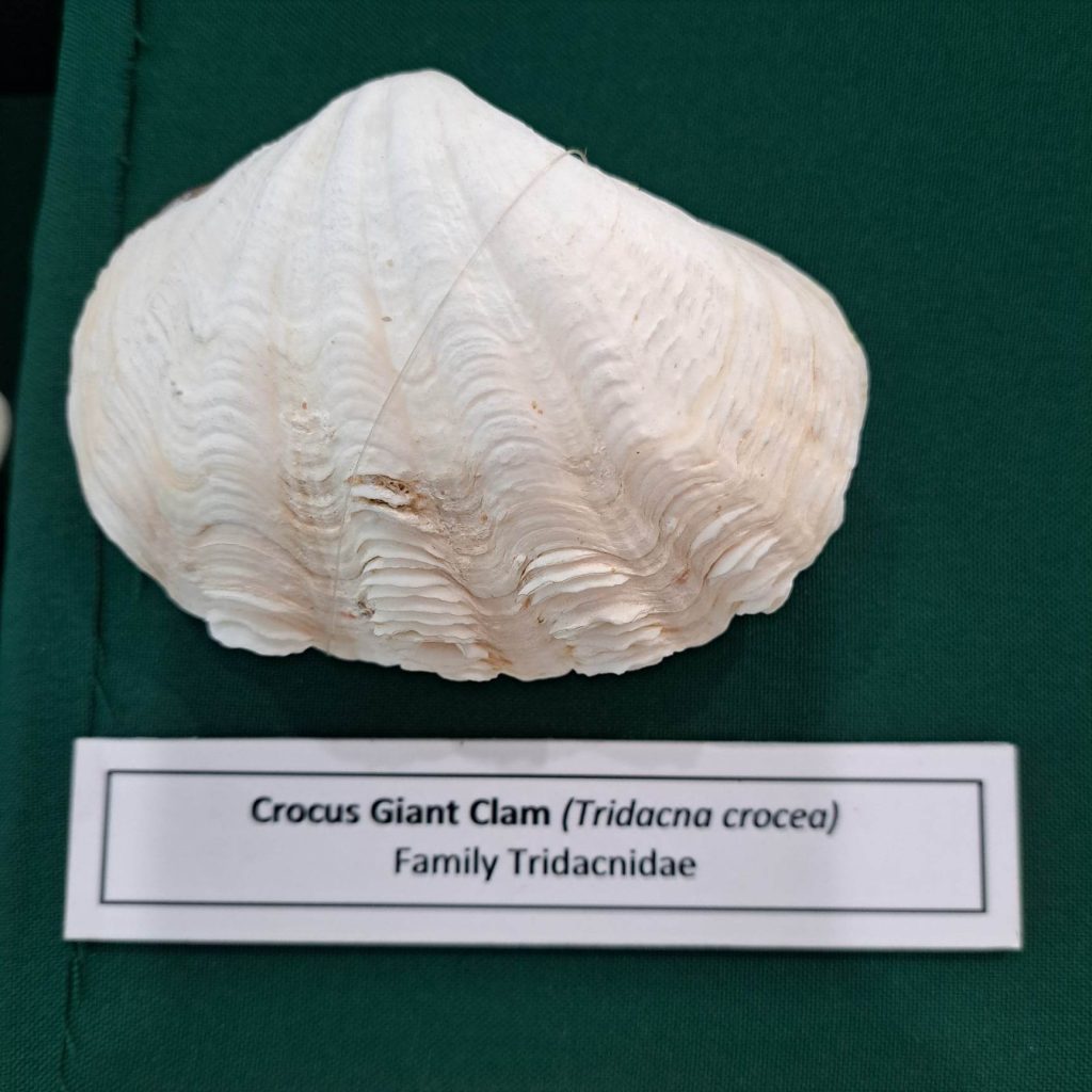 Shells of the Visayan Region