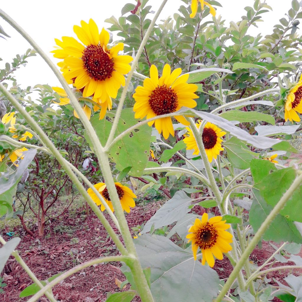 denila farm sunflower