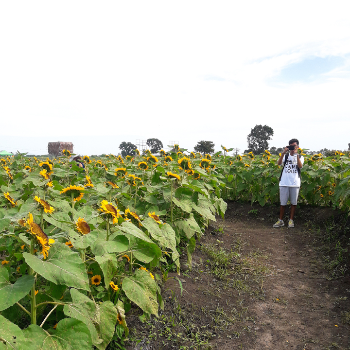 sunflower maze in barotac