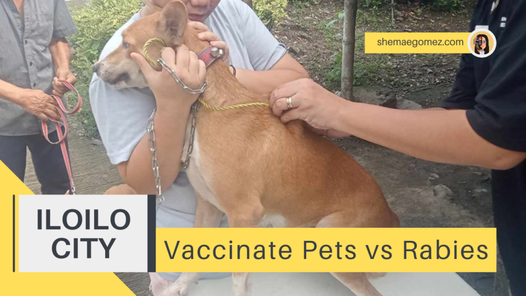 Iloilo City FREE Rabies Vaccination, Spaying and Neutering for Dogs and Cats