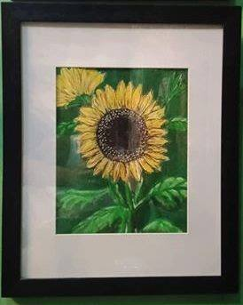 sunflower 1