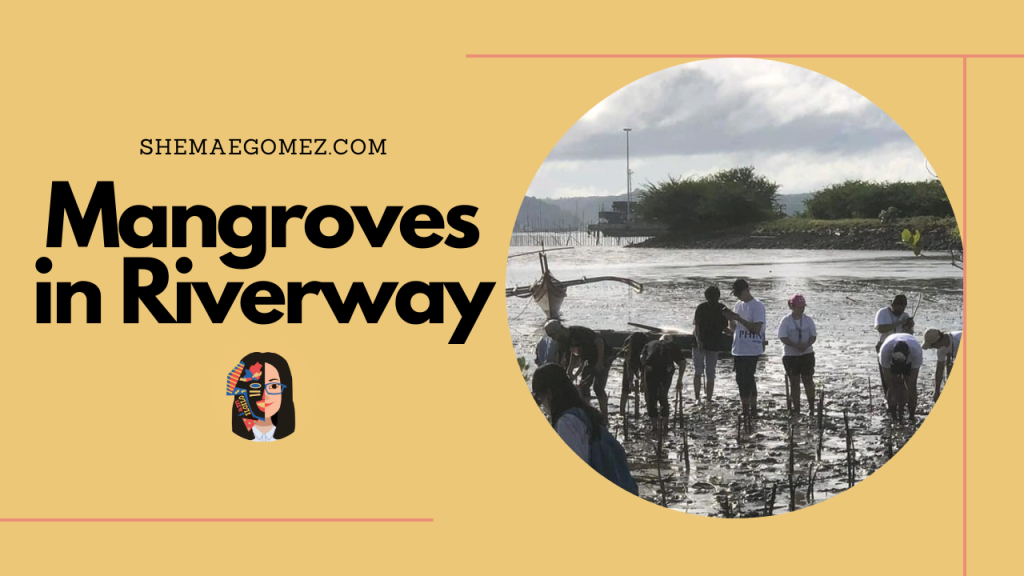 Mangroves in Riverway