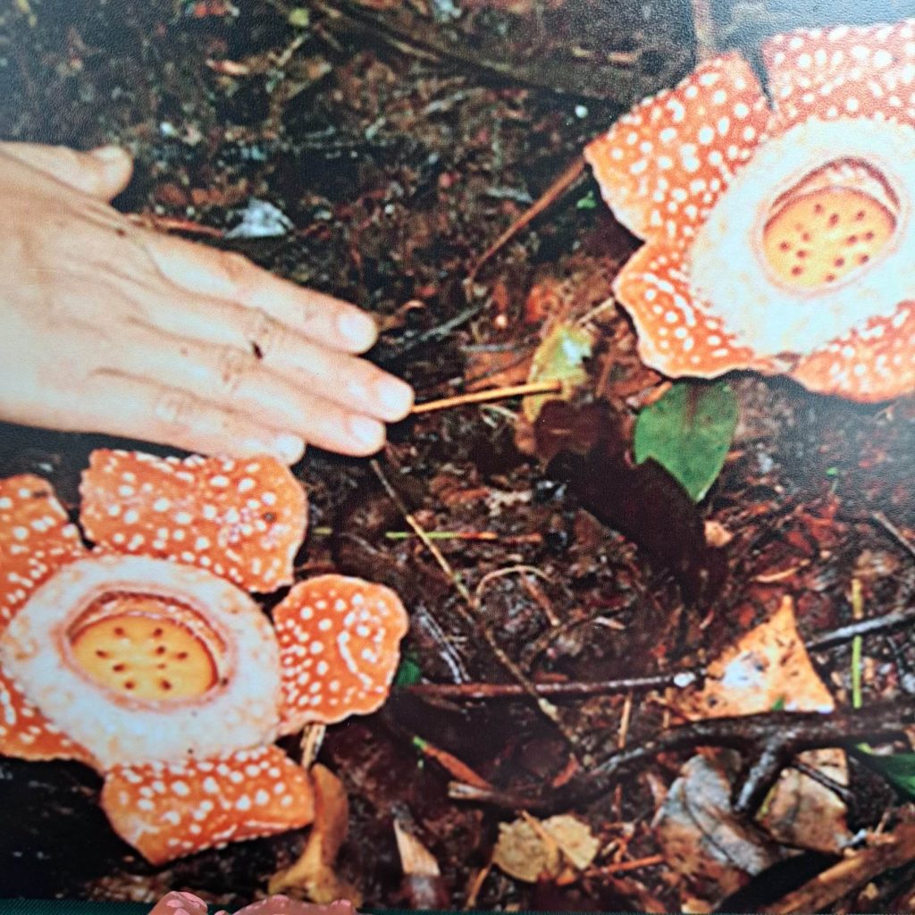 Rafflesia size