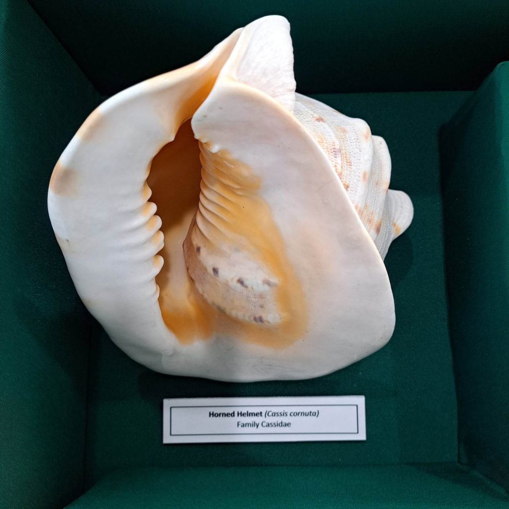 Shells of the Visayan Region