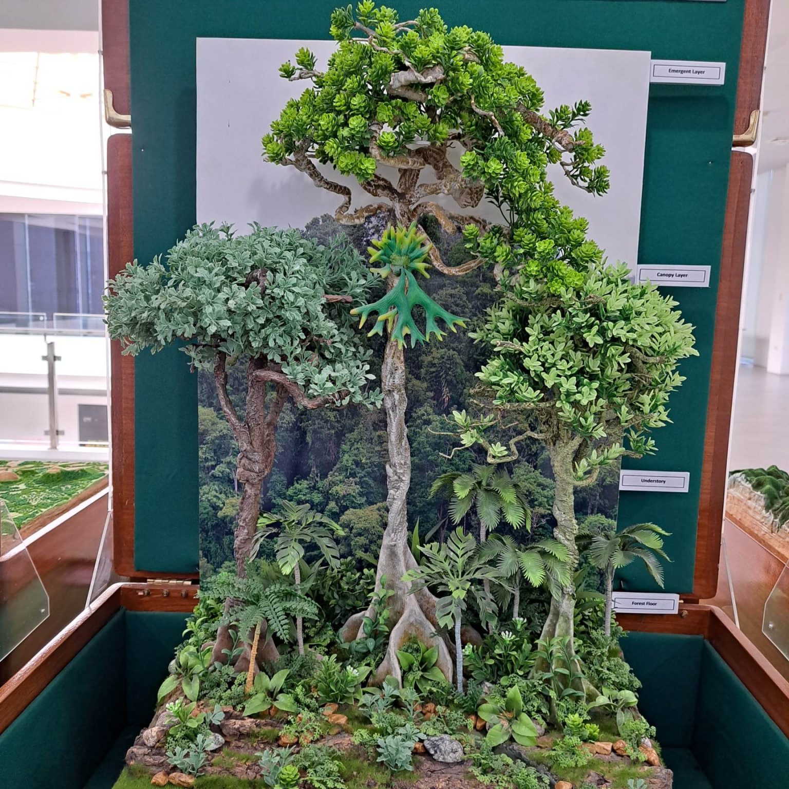 The Forest Stratification - Iloilo Blogger She Mae