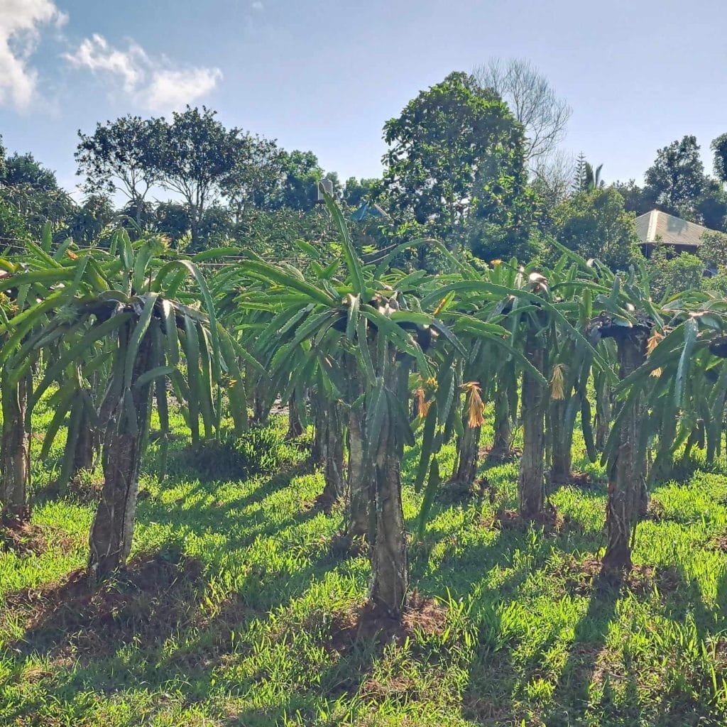 dragon fruit plantation
